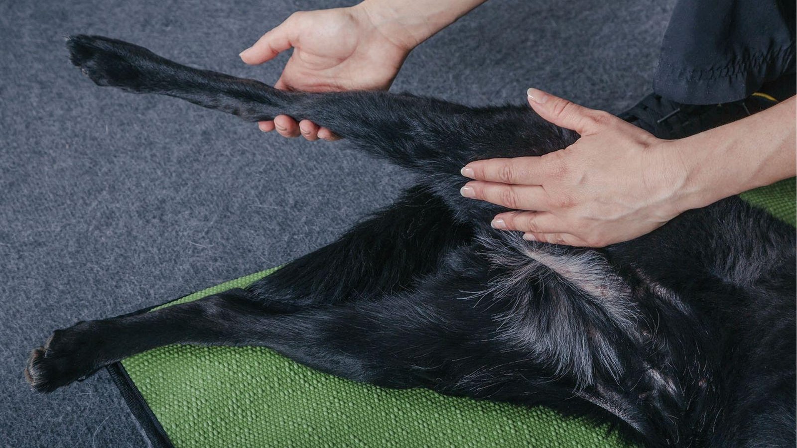 Vet extends black dog's hind leg for mobility check to assess injury causing no weight bearing.