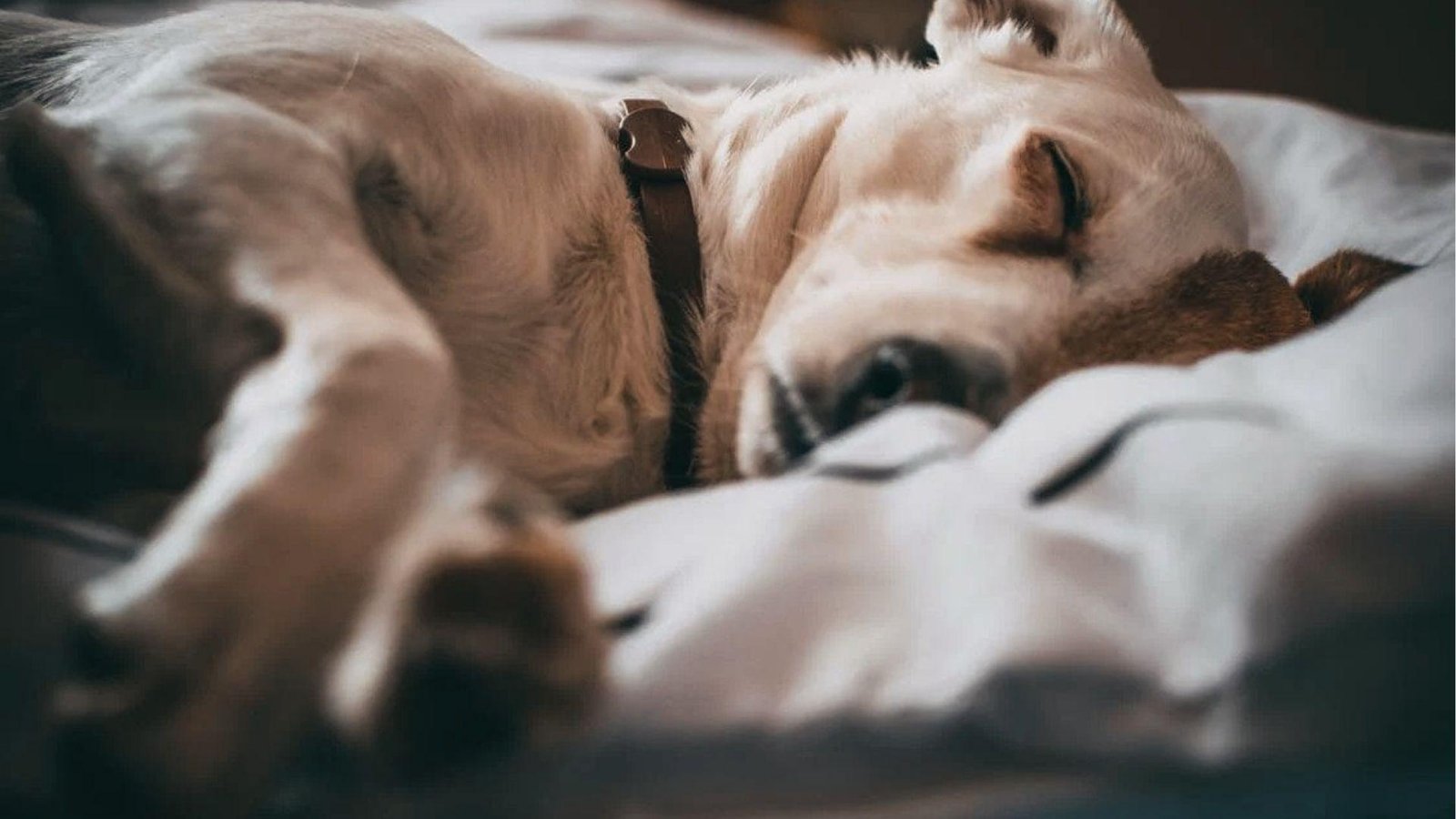 Labrador with collar naps on bed, breathing fast while sleeping during deep REM dream cycle