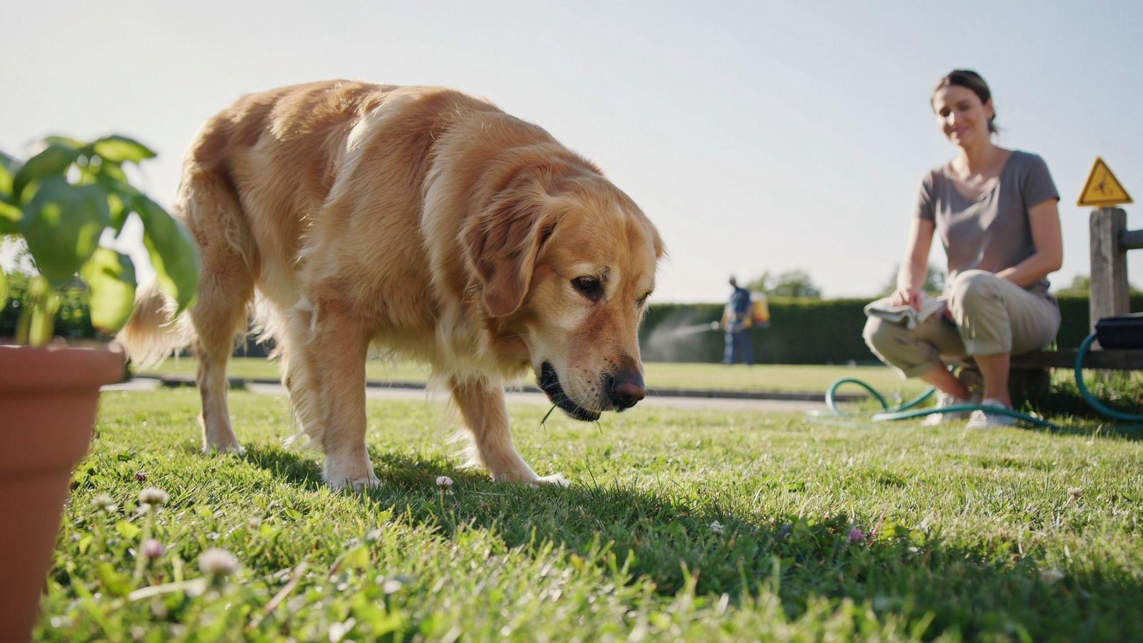 Dog eating clean grass safely while avoiding pesticides, chemicals, and contaminated outdoor areas.