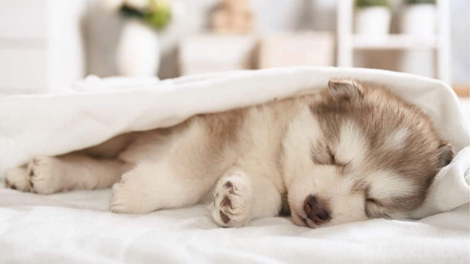 Husky pup under white blanket, breathing fast while sleeping soundly on soft bed at home
