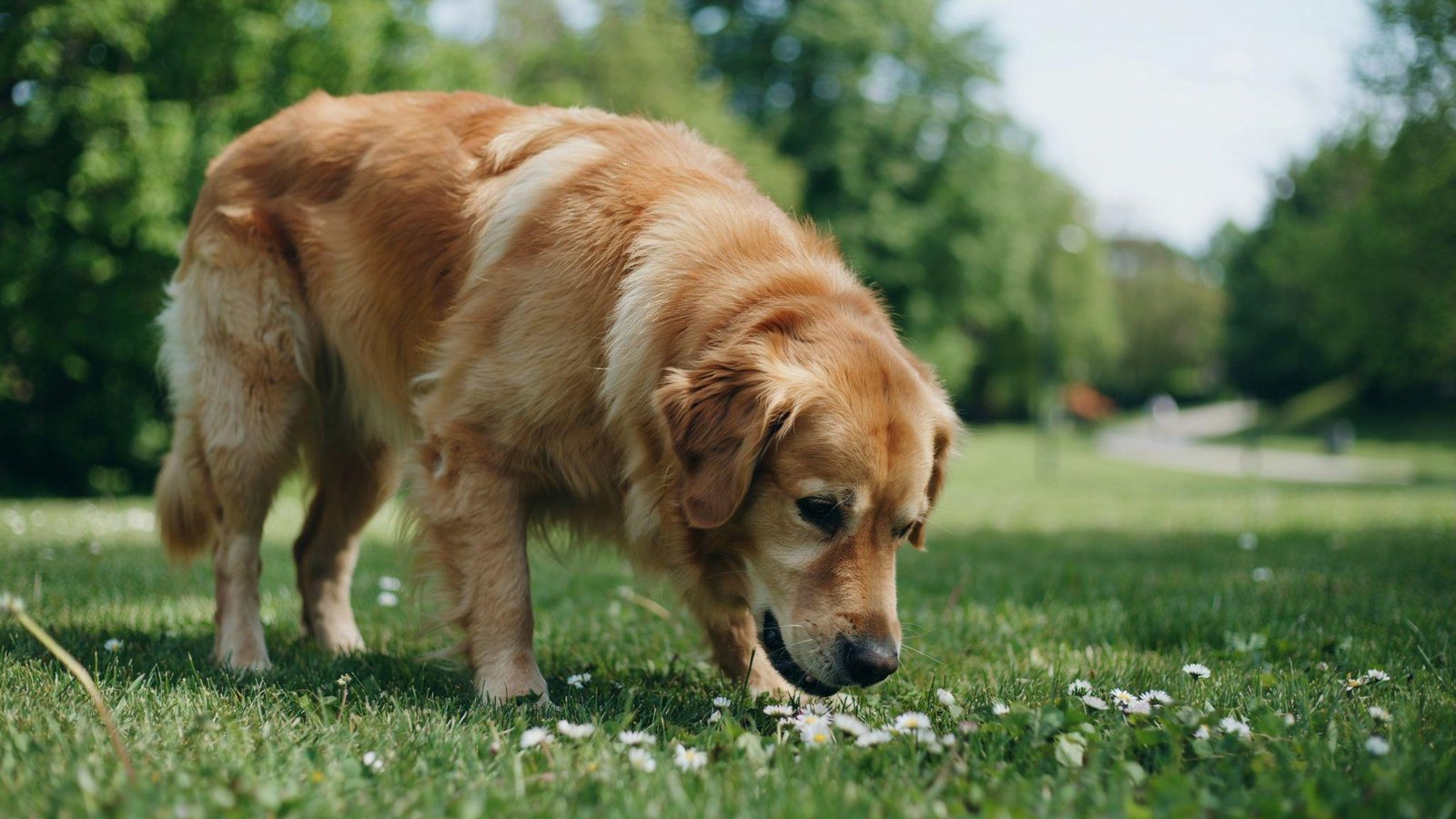 Dog calmly eating fresh grass outdoors, displaying natural curiosity and normal canine behavior.