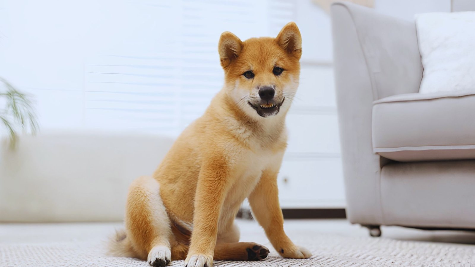 Dog showing unusual behavior and shaking while sitting indoors.