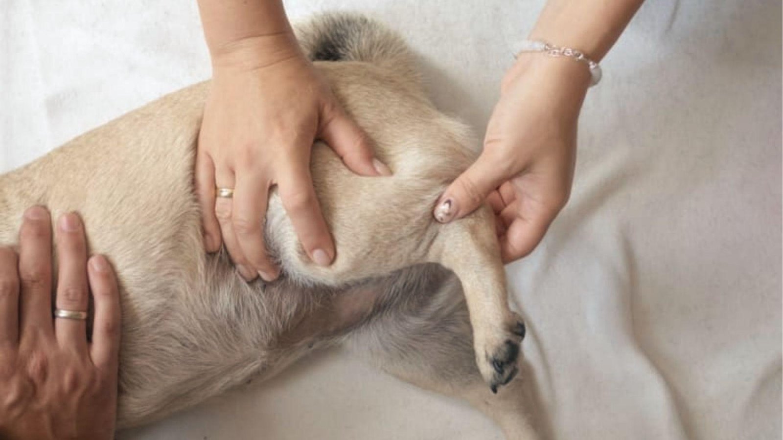 Vet palpates pug's hip and thigh while dog lies down, checking hind leg pain causing limping.