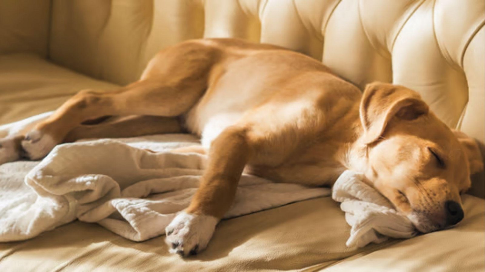 Golden puppy sprawled on sofa, breathing fast while sleeping after playtime in warm sunlight