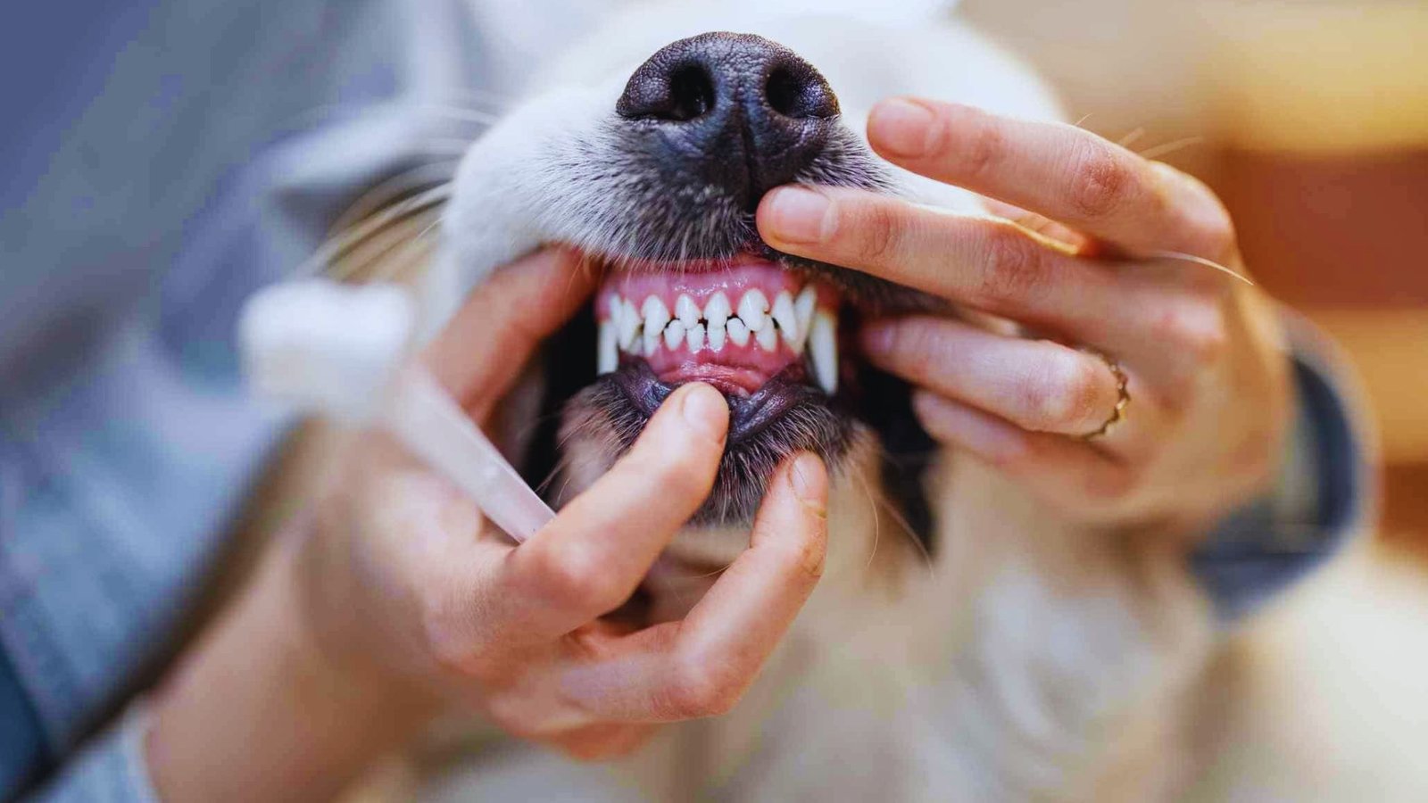 Dog receiving an oral health examination for bad breath.