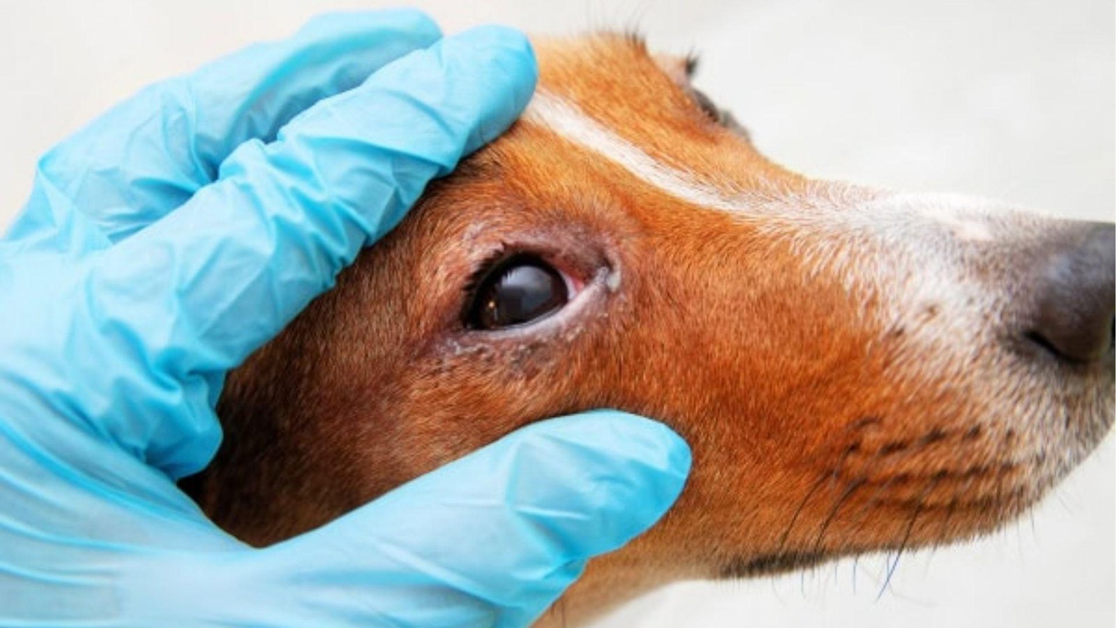 A dog with severely swollen red eye being gently examined.