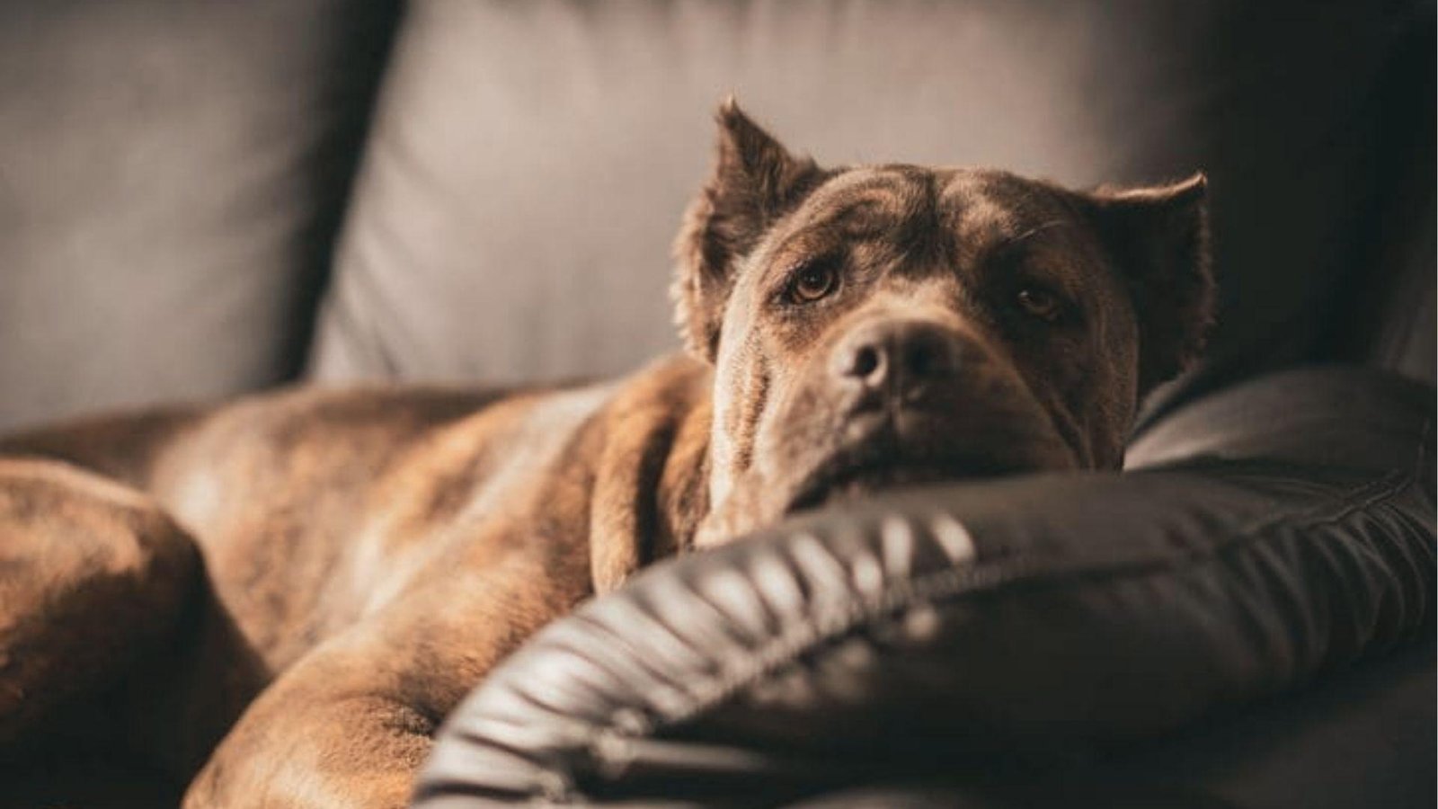 Large brown dog slumps over the couch arm, staring blankly ahead with heavy eyes and no energy to play.