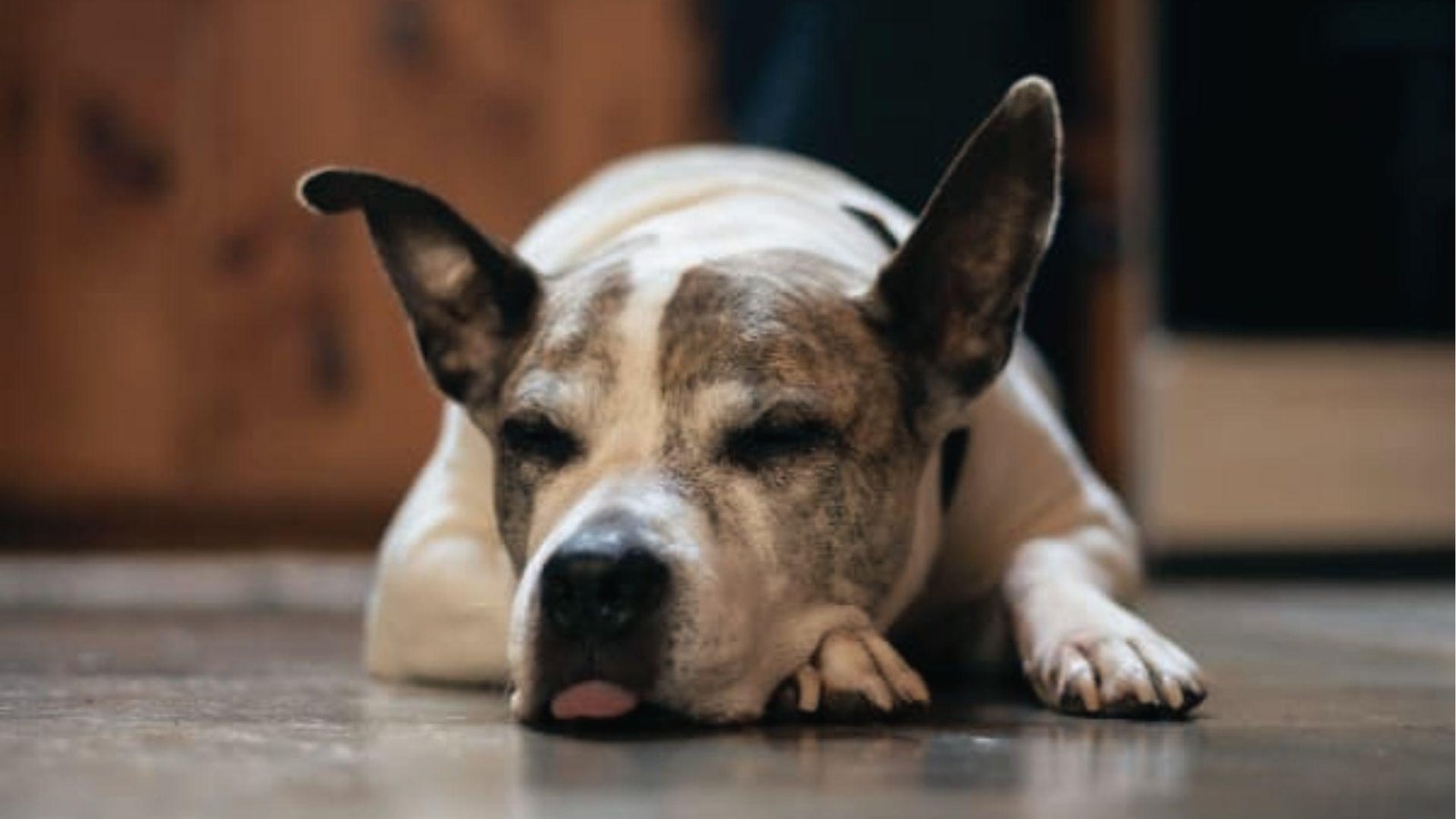 White and brindle dog with tongue out lies motionless on floor, eyes half-closed and unresponsive.