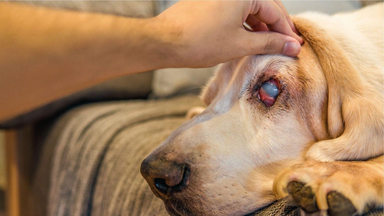Labrador resting while owner checks severely swollen cloudy eye with red inflammation around it