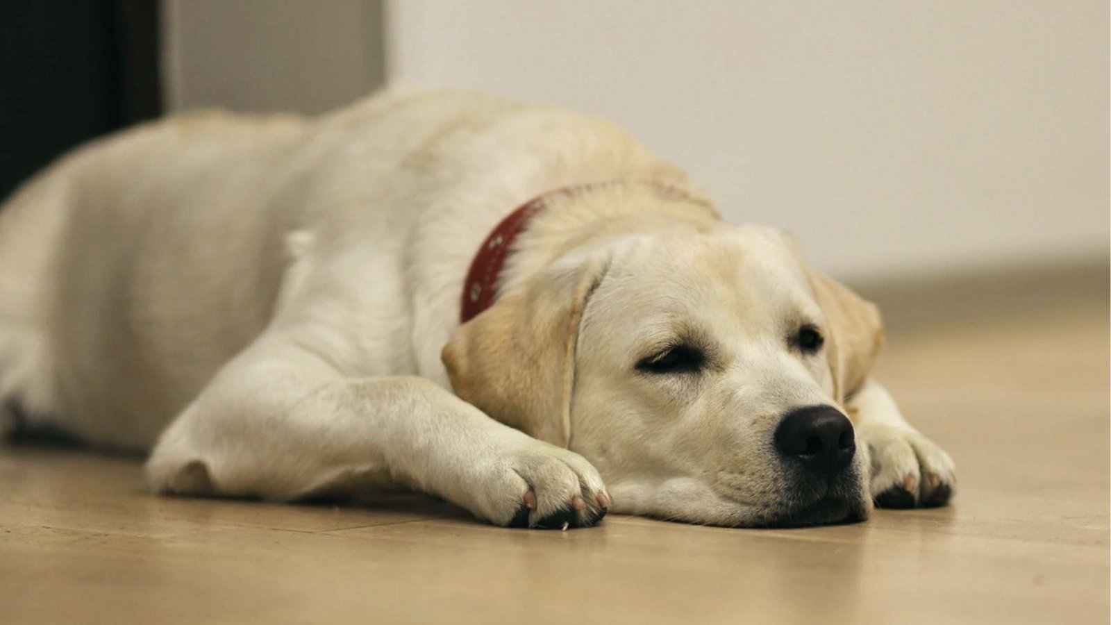 Yellow Lab lies flat on the floor with droopy eyes and limp posture, too tired to lift head or move.