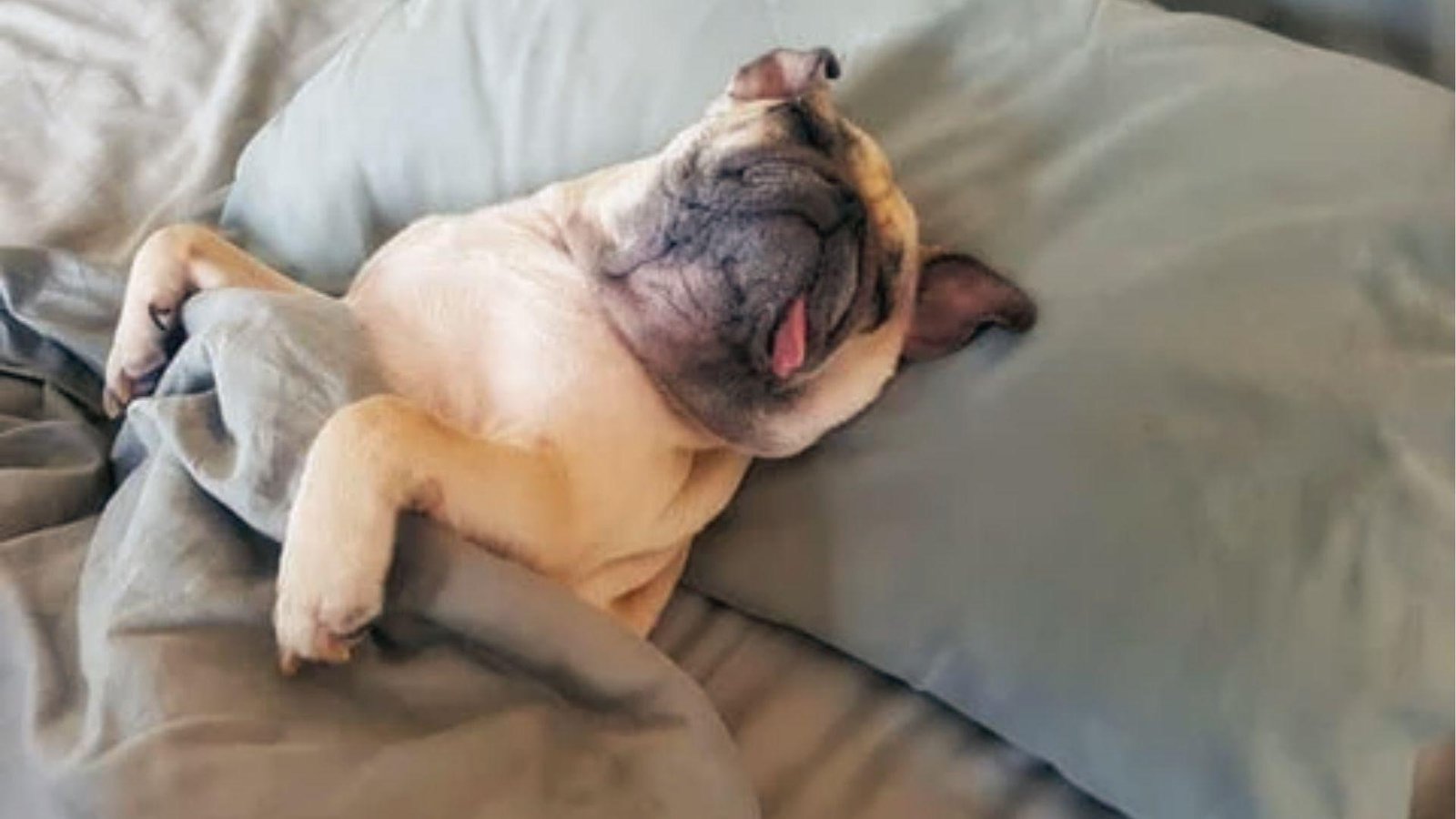 French Bulldog sleeps on pillow, tongue out breathing fast while sleeping in bed sheets