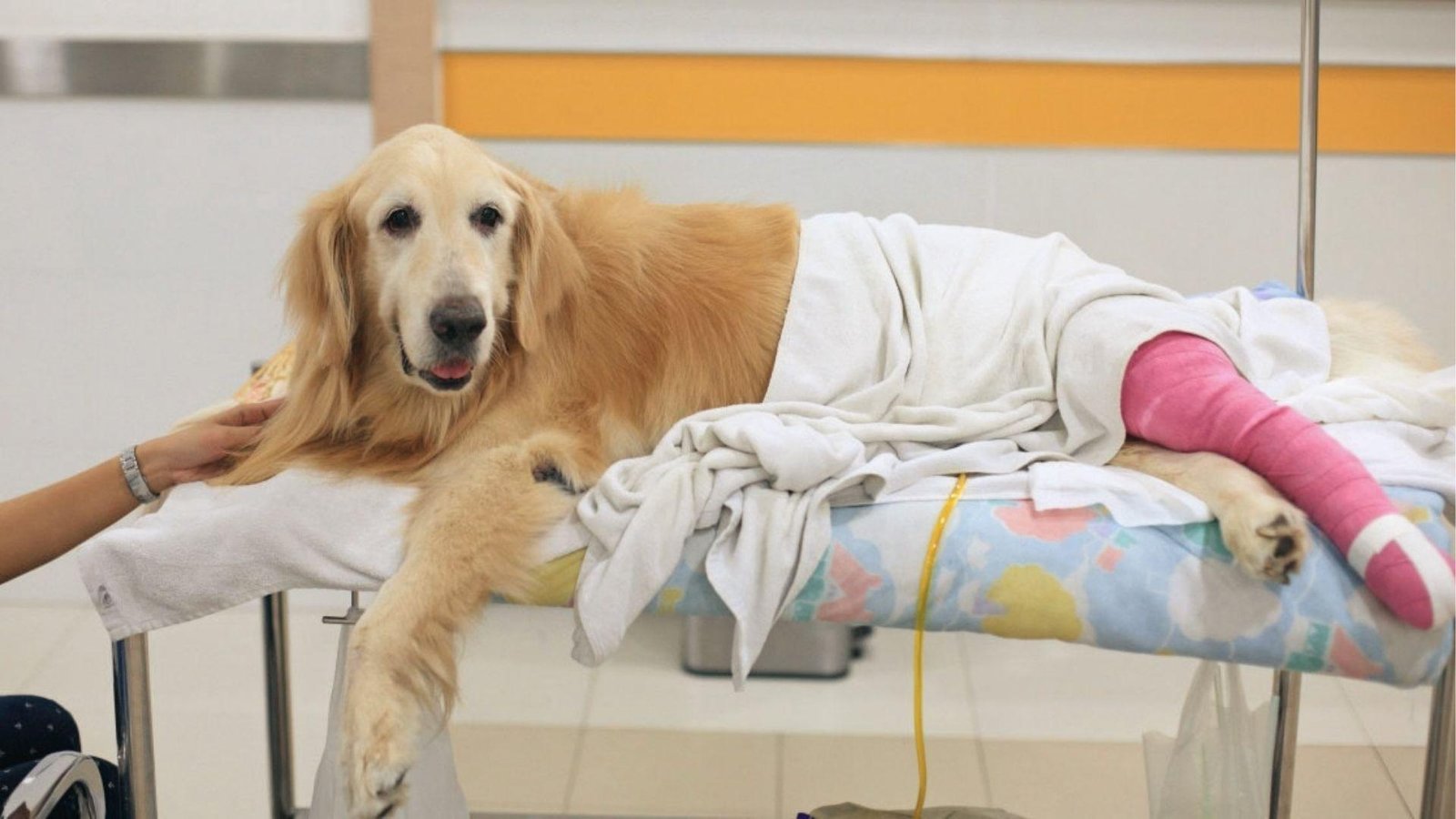 Golden Retriever with pink cast on hind leg rests on clinic bed, unable to bear weight post injury.