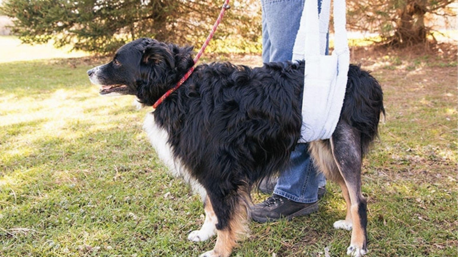 Black dog walks outdoors with rear support sling lifting hindquarters, avoiding pressure on back leg.
