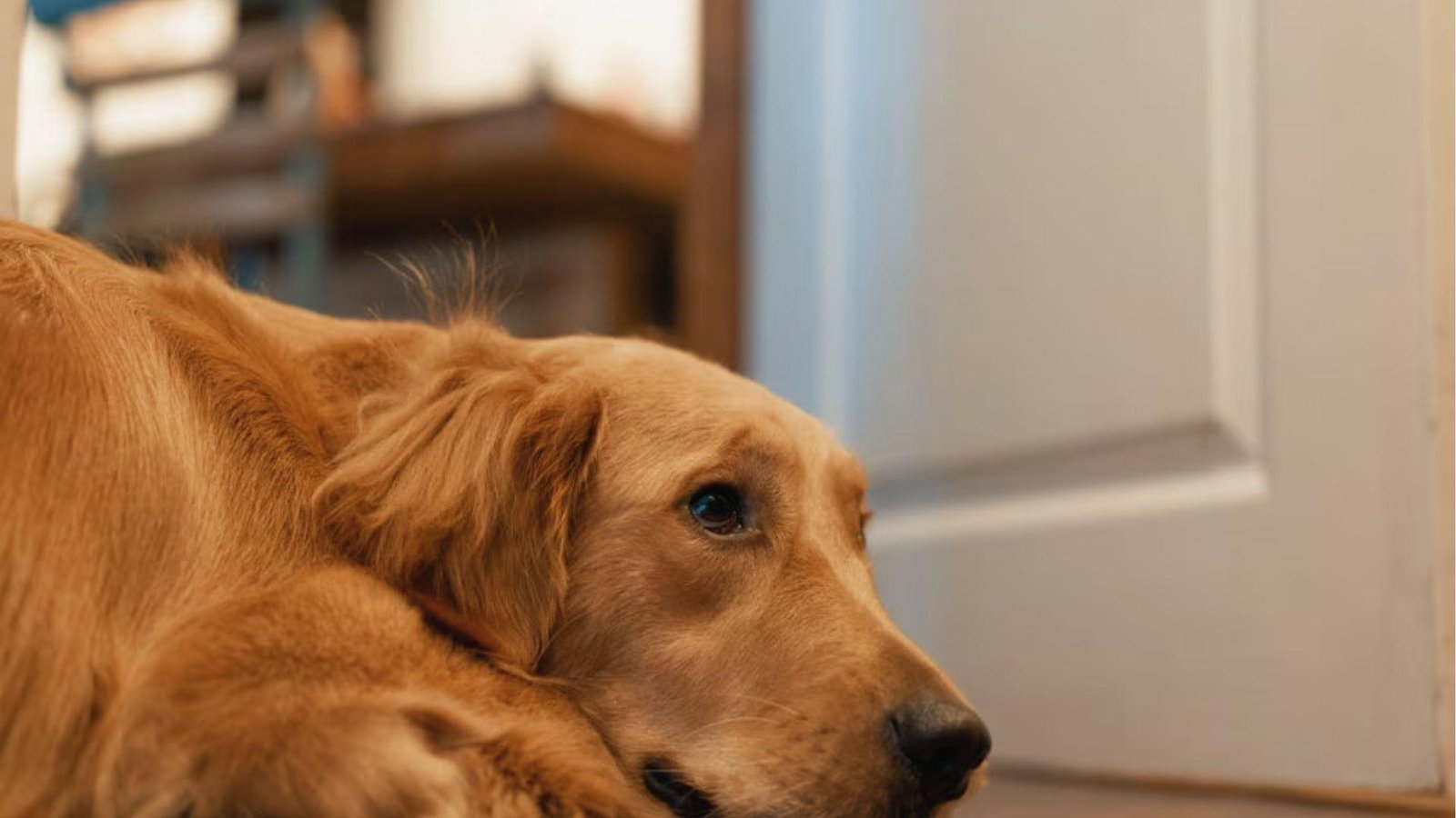 Golden Retriever rests on floor, breathing fast while sleeping peacefully near a door