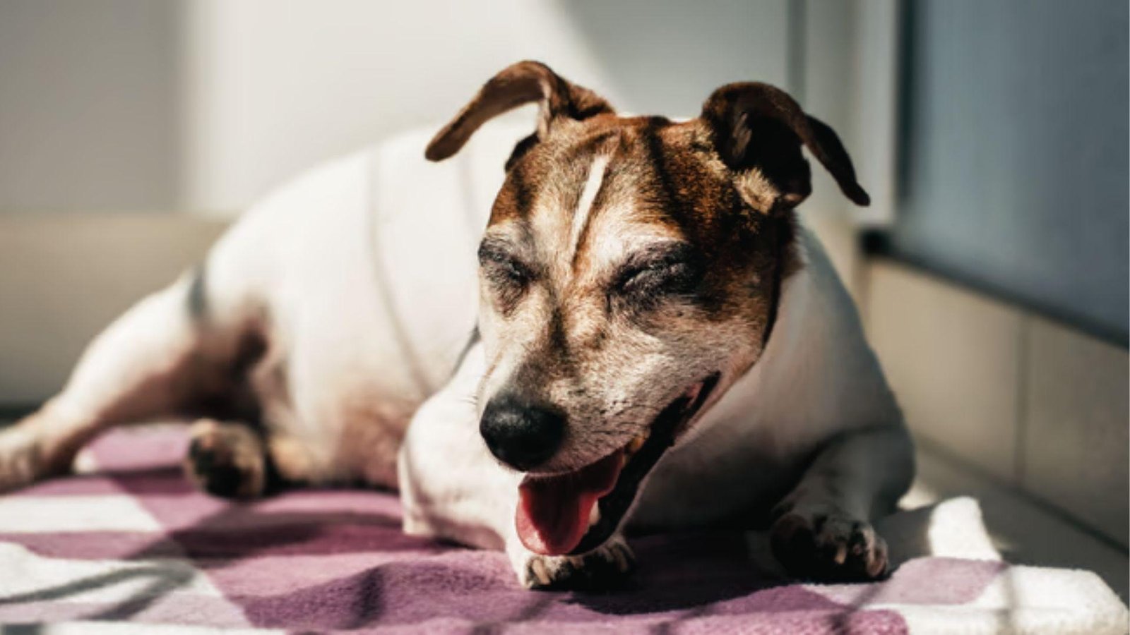 Jack Russell lies in sun on mat, mouth open breathing fast while sleeping after activity