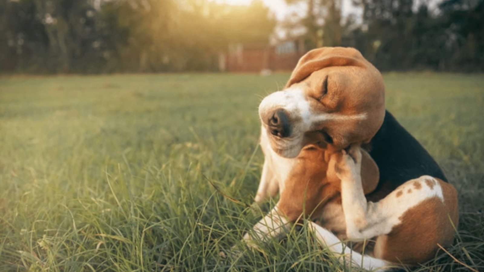 Dog receiving an oral health examination for bad breath.