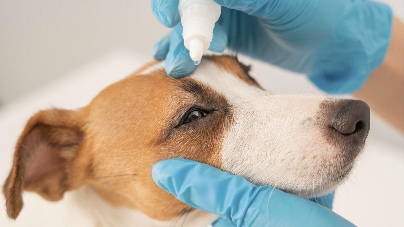 Vet in blue gloves applying eye drops to brown and white dog with swollen irritated eye