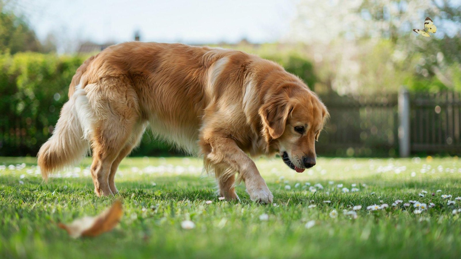 Dog gently eating grass in sunny backyard, showing natural canine behavior and curiosity.