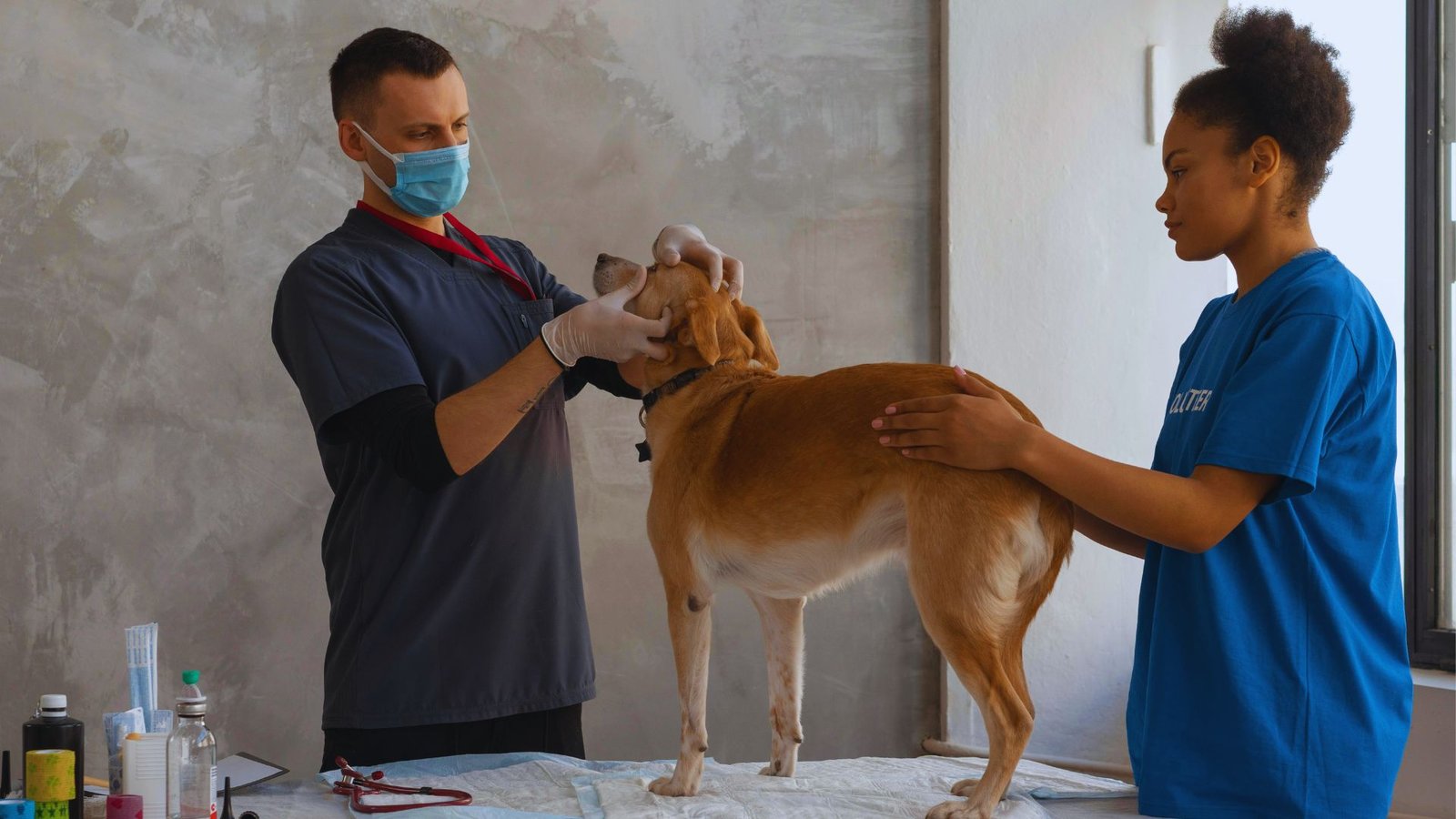 Veterinarian examining a dog for prescription pain management.