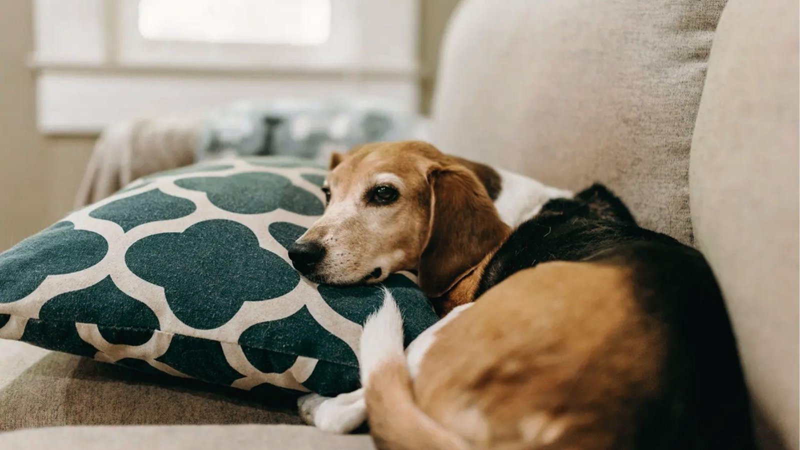 Beagle rests head on sofa pillow with dull eyes and no interest in surroundings, showing lethargy.