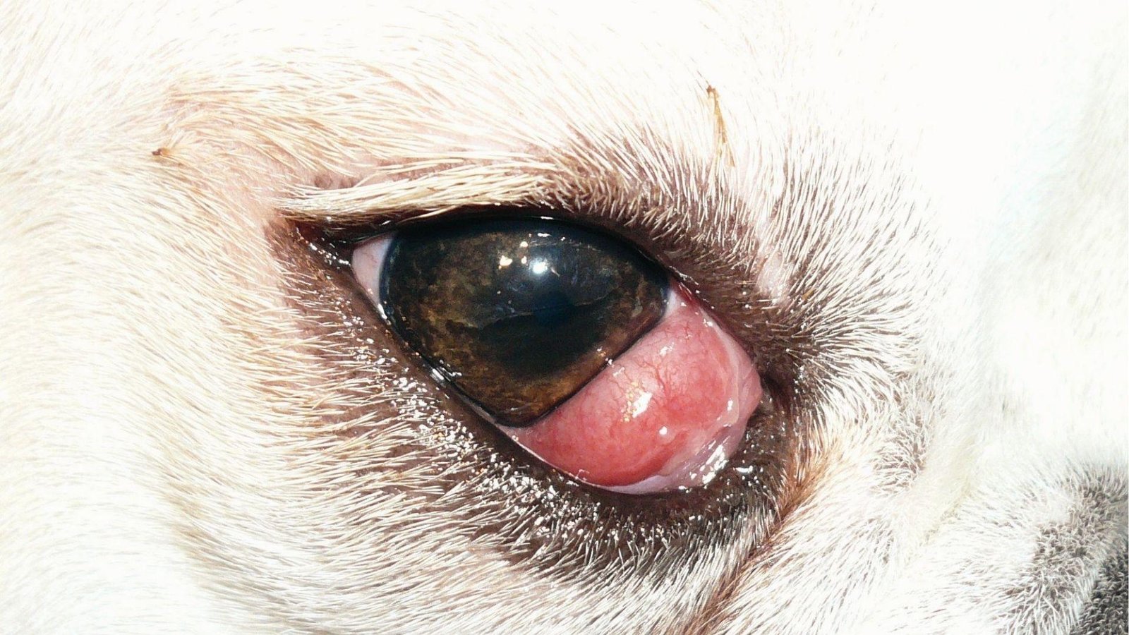 Close up of white dog eye with cherry eye showing sudden red swollen gland in lower eyelid