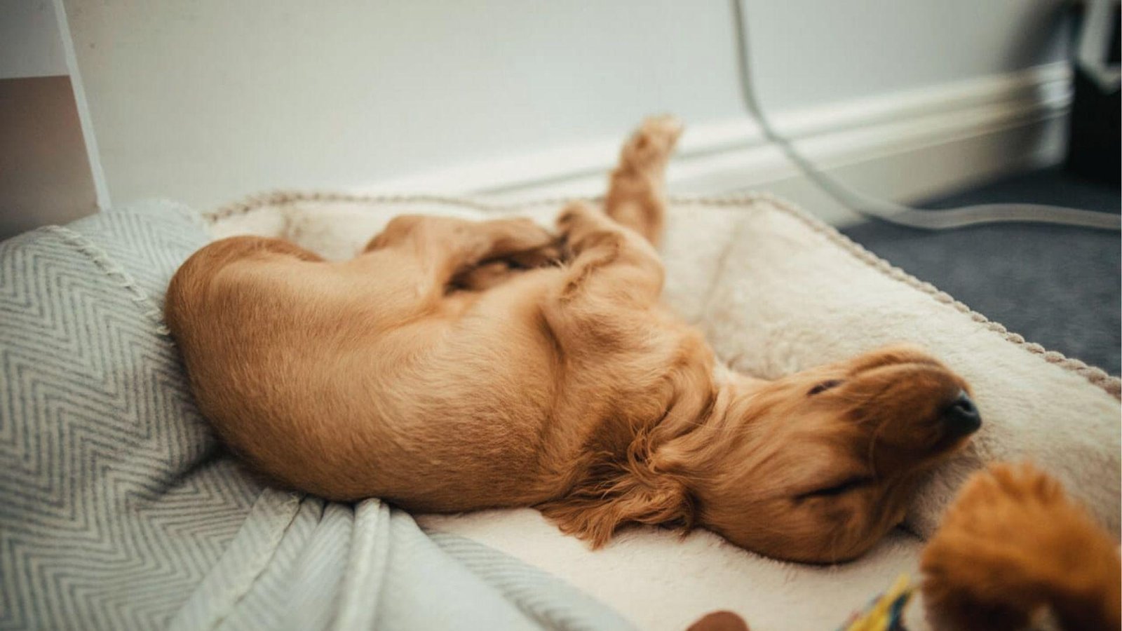 Golden puppy curled on dog bed, breathing fast while sleeping on side with paws up