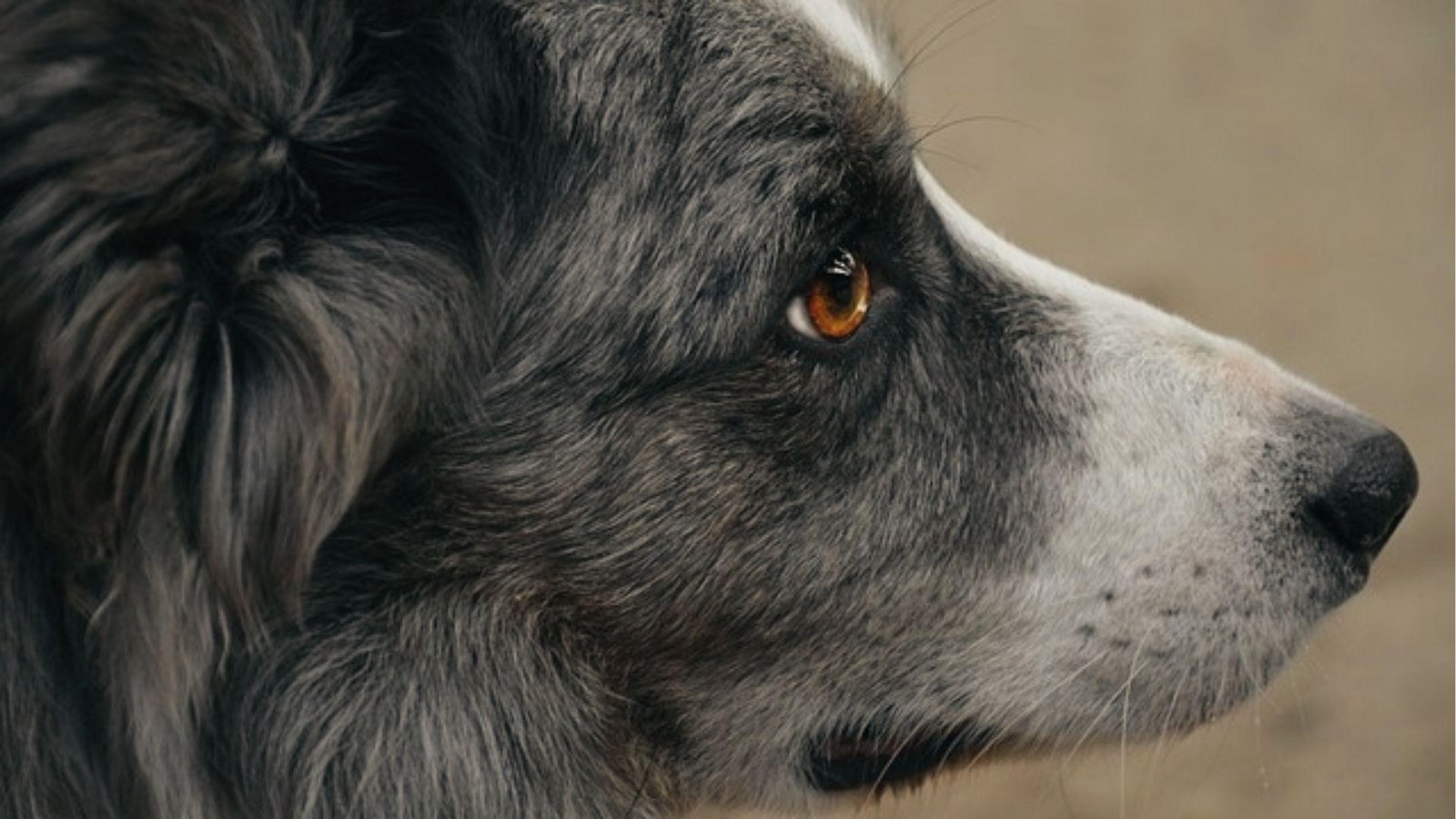 Side profile of grey and white dog showing clear amber eye with no signs of sudden swelling