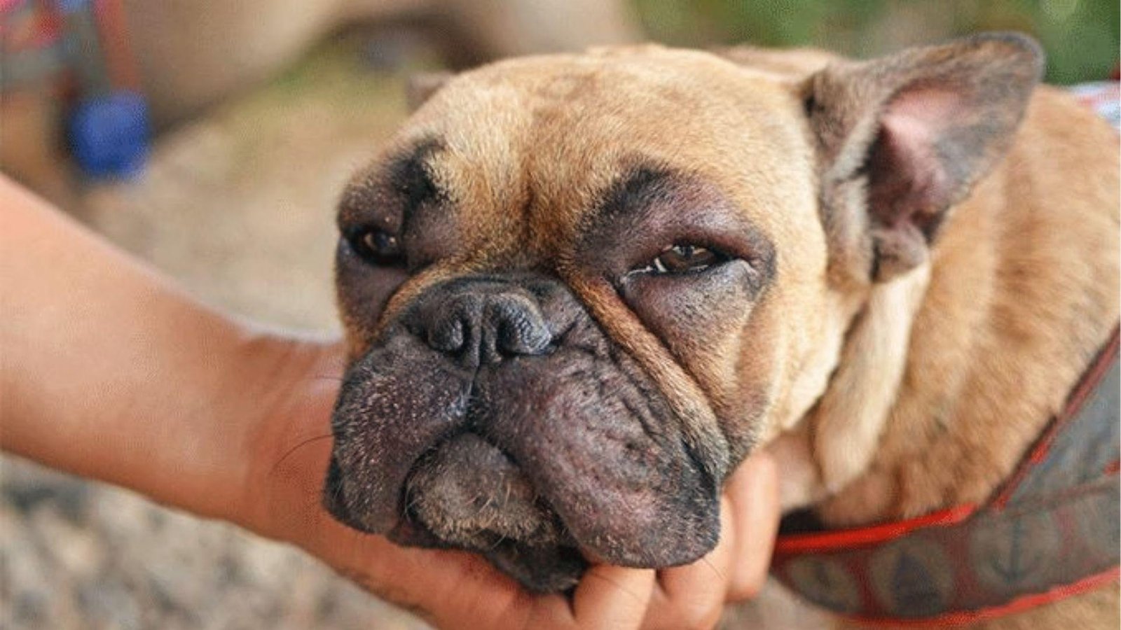 French bulldog with puffy swollen left eye and facial edema being held by owner outdoors