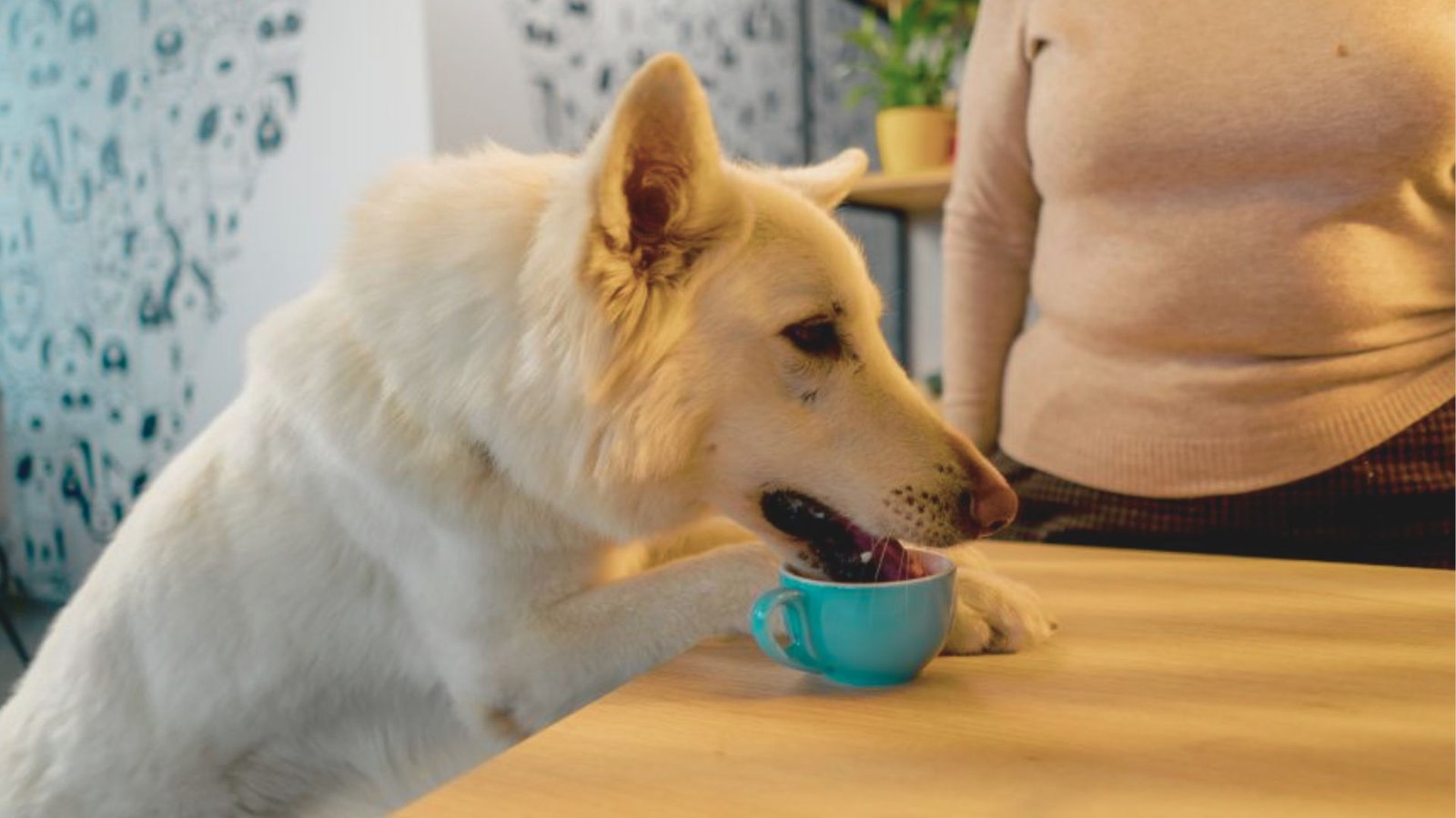 Natural supplements commonly used to support pain relief in dogs.