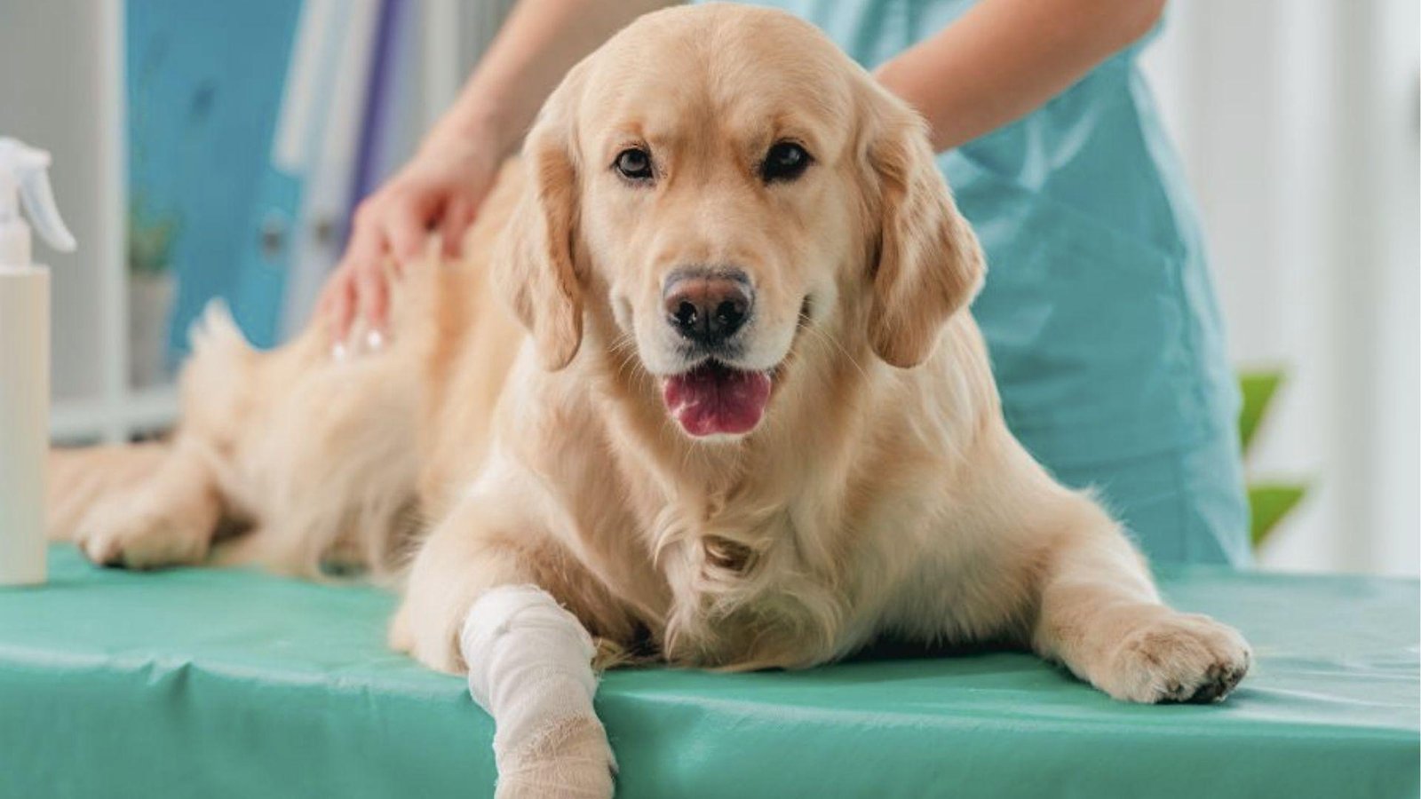 Golden Retriever on vet table with bandaged front paw, calmly resting while avoiding leg use.