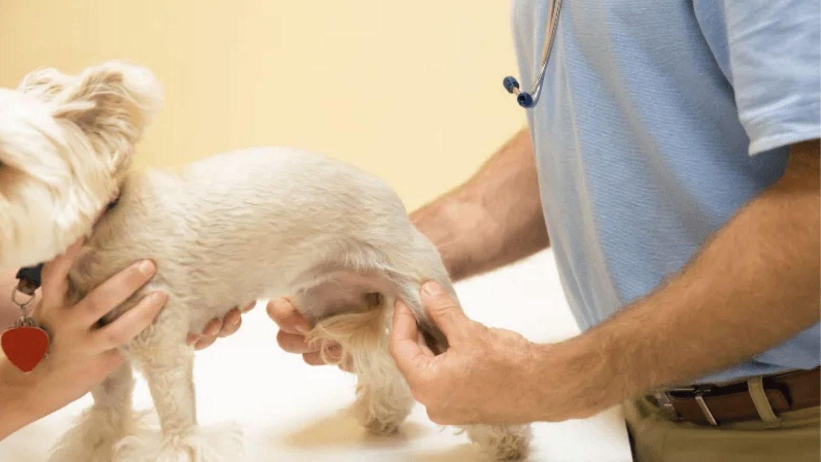 Small white dog held by vet for hind leg exam, showing discomfort and refusing to put weight on it.