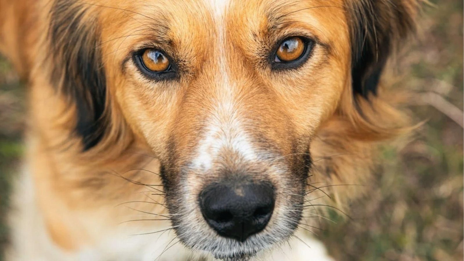Close up of golden dog with alert eyes and no visible swelling, shown for healthy comparison