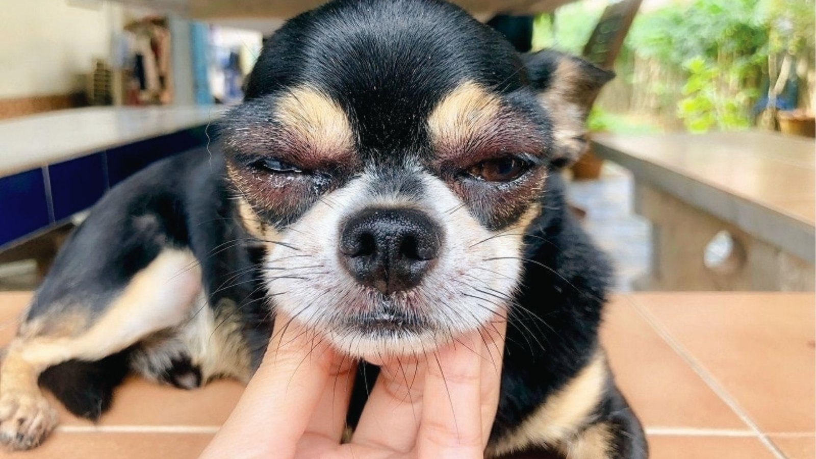 Small black and tan dog with both eyes swollen shut and bruised from sudden allergic reaction