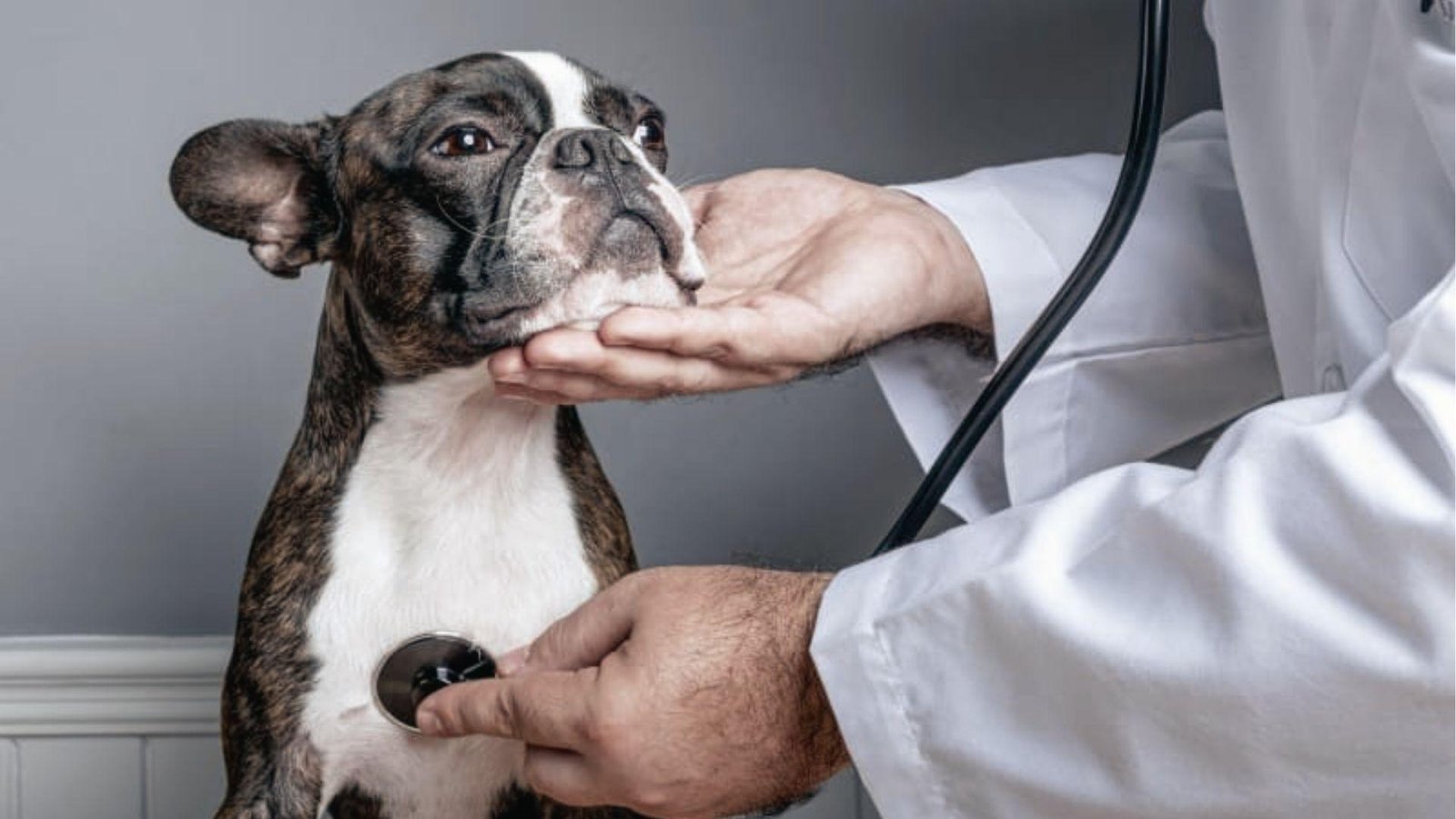 Brindle Boston Terrier at vet checkup, chest rising as dog breathes fast while sleeping