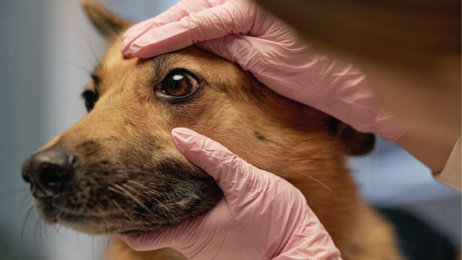 Vet in pink gloves examining brown dog with sudden swelling and redness around the eye area