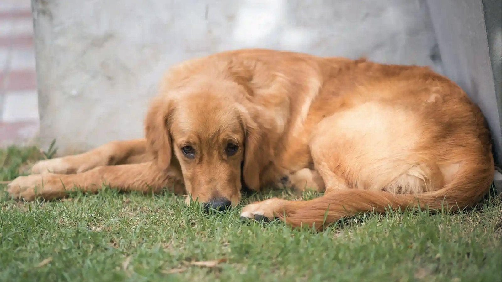 Golden Retriever lies curled on grass with lowered head and glassy eyes, ignoring activity around it.