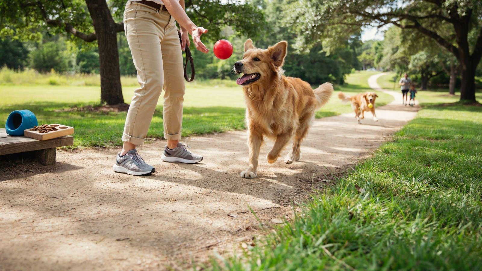 Dog enjoying training, exercise, and enrichment activities instead of eating grass outdoors.